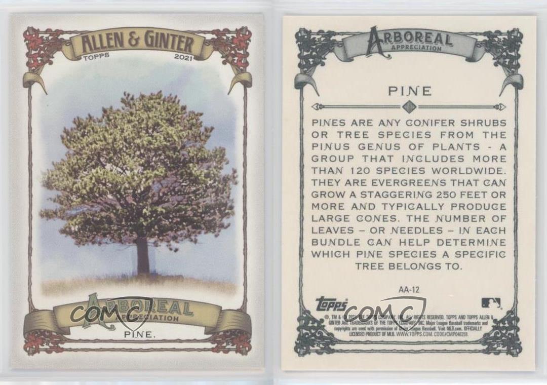 2021 Topps Allen & Ginter's Arboreal Appreciation Pine Tree Pine #AA-12 - Picture 5 of 5