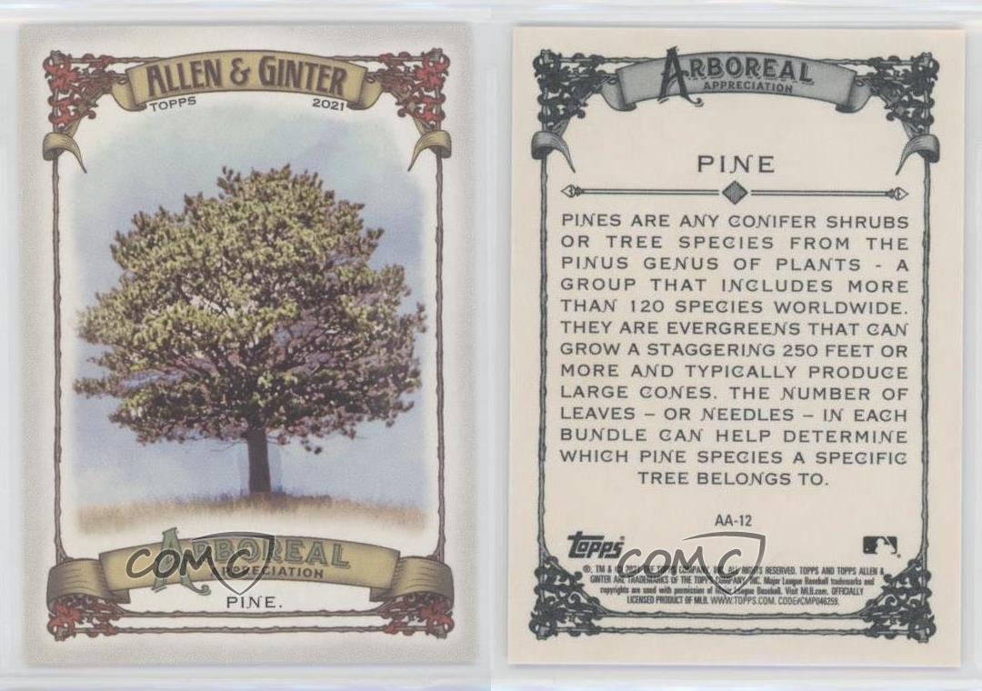 2021 Topps Allen & Ginter's Arboreal Appreciation Pine Tree Pine #AA-12 - Picture 4 of 5