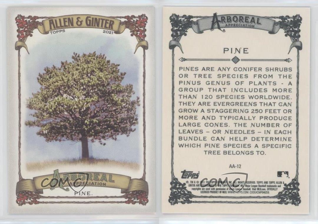 2021 Topps Allen & Ginter's Arboreal Appreciation Pine Tree Pine #AA-12 - Picture 3 of 5