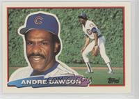 Andre Dawson (B* on Back)