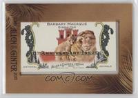 Barbary Macaque