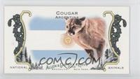 Cougar