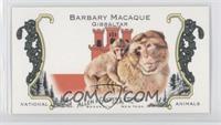 Barbary Macaque