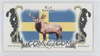 Elk