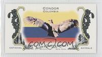 Condor