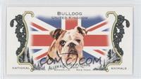 Bulldog