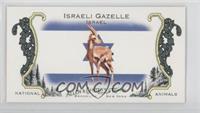 Israeli Gazelle