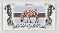 Zebra