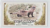 Black-footed Ferret