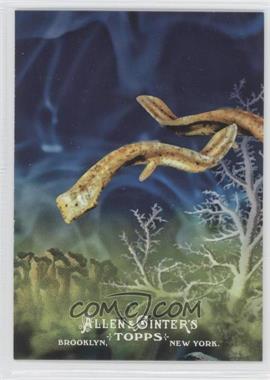 2011 Topps Allen & Ginter's - Ascent of Man #AOM 6 - Platyhelminthes