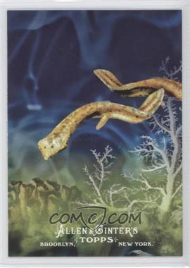 2011 Topps Allen & Ginter's - Ascent of Man #AOM 6 - Platyhelminthes