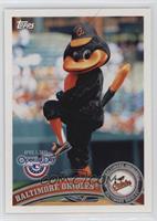 Oriole Bird