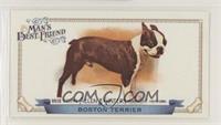 Boston Terrier