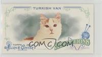 Turkish Van