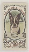 Boston Terrier