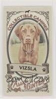 Vizsla