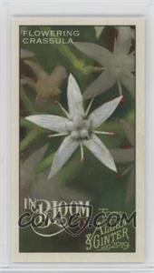 2019 Topps Allen & Ginter's - In Bloom Minis #IB-10 - Flowering Crassula