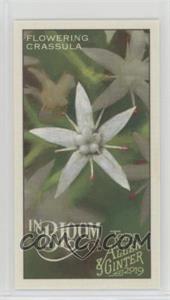 2019 Topps Allen & Ginter's - In Bloom Minis #IB-10 - Flowering Crassula