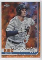 Greg Bird #/25