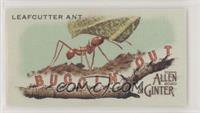 Leafcutter Ant