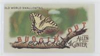 Old World Swallowtail