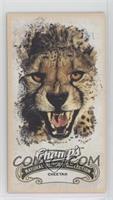 Natural History Collection - Cheetah