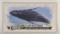 Natural History Collection - Humpback Whale