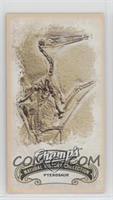 Natural History Collection - Pterosaur