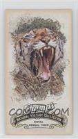 Natural History Collection - Royal Bengal Tiger