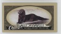 Natural History Collection - Sea Mink