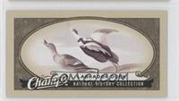 Natural History Collection - Labrador Duck