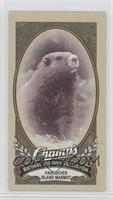 Natural History Collection - Vancouver Island Marmot