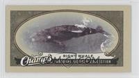 Natural History Collection - Right Whale