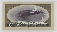 Natural History Collection - Right Whale