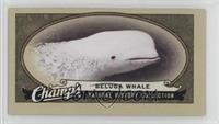 Natural History Collection - Beluga Whale