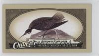 Natural History Collection - Eskimo Curlew