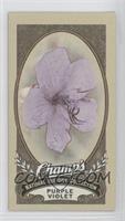 Natural History Collection - Purple Violet