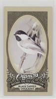 Natural History Collection - Black Caped Chickadee