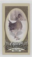 Natural History Collection - Sharp-Tailed Grouse