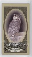 Natural History Collection - Great Horned Owl