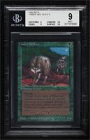 Timber Wolves [BGS 9 MINT]