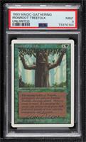 Ironroot Treefolk [PSA 9 MINT]