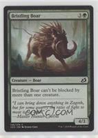 Bristling Boar