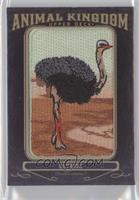 Ostrich