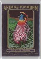 Temminck's Tragopan