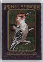 Crimson-Bellied Woodpecker