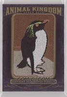 Northern Rockhopper Penguin