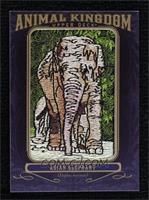 Asian Elephant