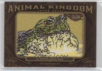 African Bullfrog 