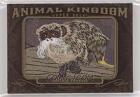 Emperor Tamarin 